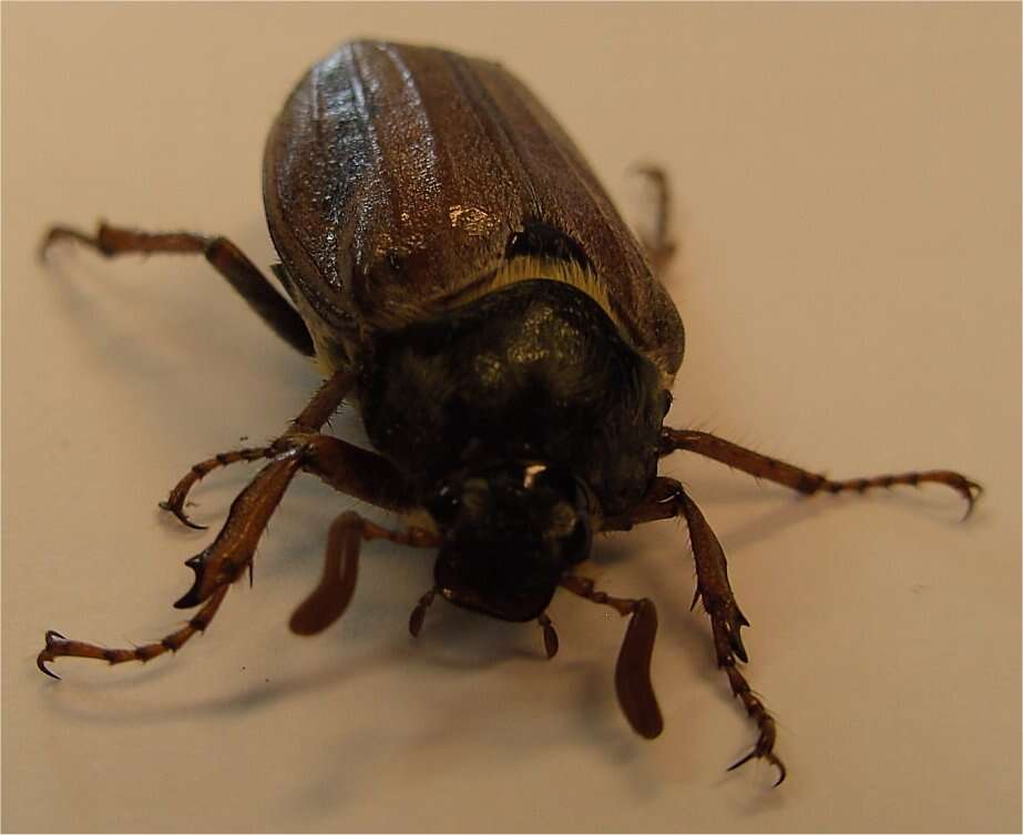 Image of Common cockchafer