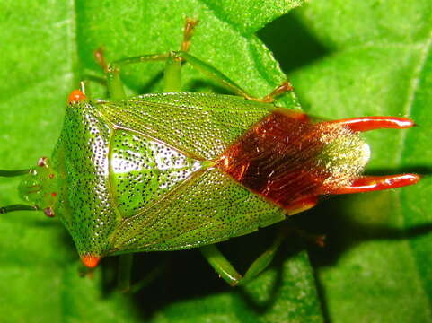 Acanthosoma labiduroides Jakovlev 1880 resmi