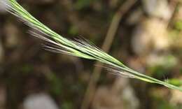 Vulpia bromoides (L.) Gray resmi