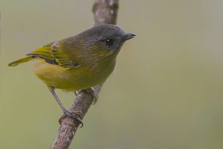 Imagem de Pteruthius xanthochlorus Gray, JE, Gray & GR 1847