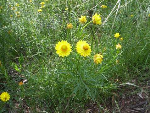 Image of bracted strawflower