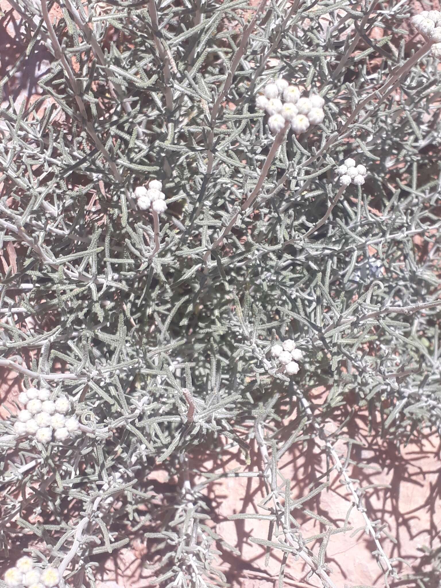 Image of Achillea falcata L.