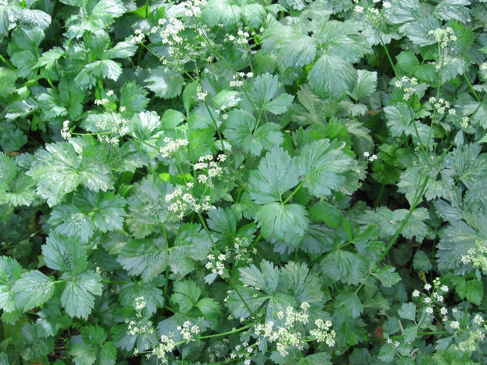 Image of Wild Celery