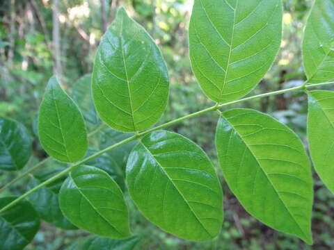 Plancia ëd Trichilia americana (Sessé & Mociño) T. D. Pennington