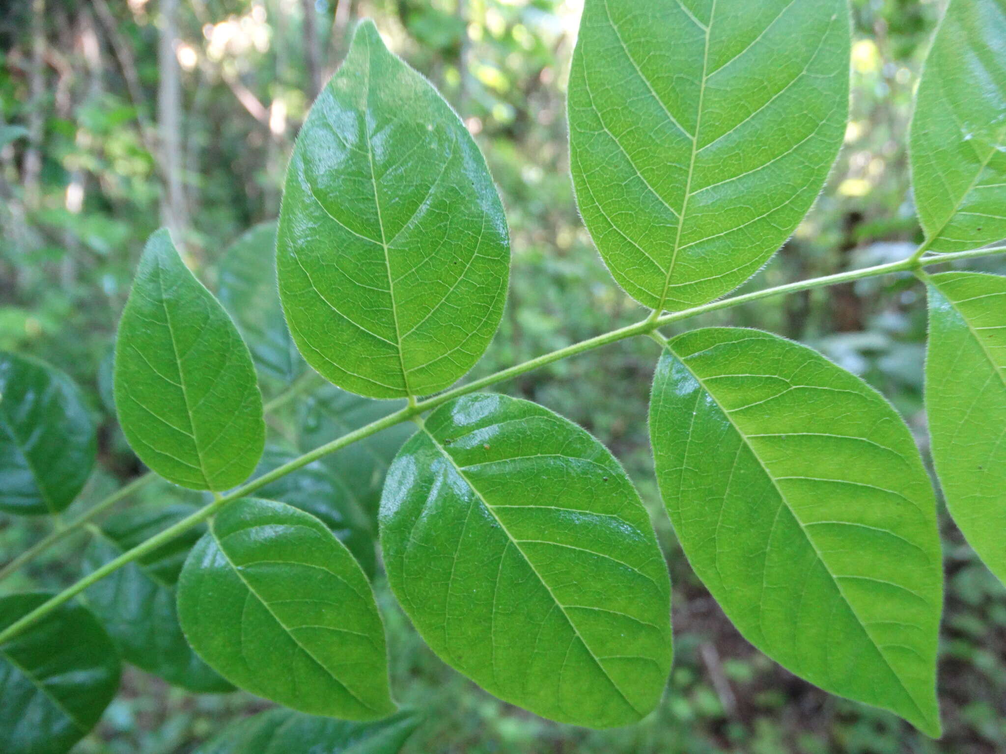 Plancia ëd Trichilia americana (Sessé & Mociño) T. D. Pennington