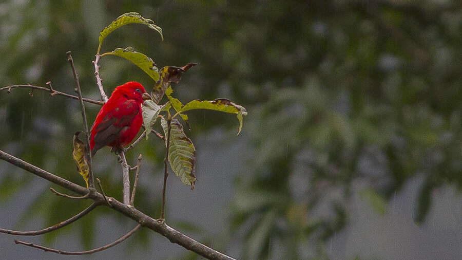 Image of Scarlet Finch