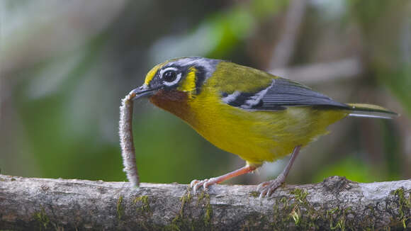 Image of Black-eared Shrike-Babbler