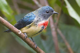 Image of Fire-breasted Flowerpecker