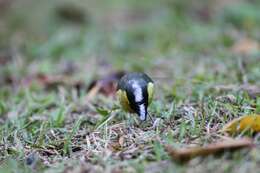 Image de Mésange de Taiwan