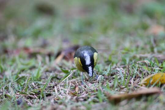 Image de Mésange de Taiwan