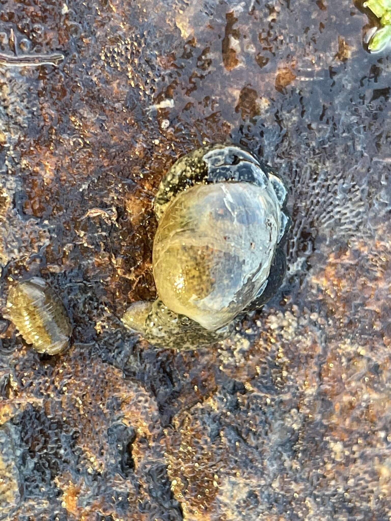 Image of Japanese bubble snail