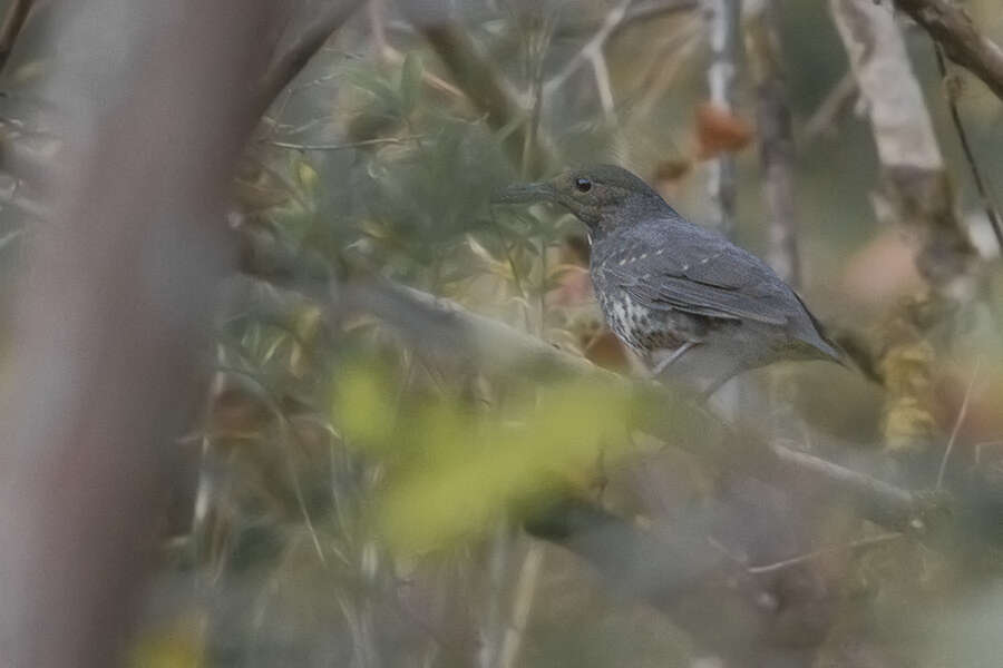 Image of Long-billed Thrush