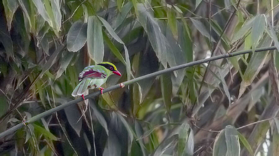 Image of Common Green Magpie