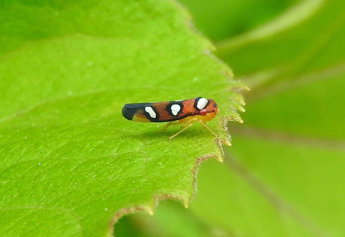 Image of Erythrogonia areolata (Signoret 1853)