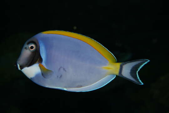 Image of Blue Surgeonfish