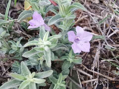 Imagem de Dyschoriste linearis var. schiedeana (Nees) B. L. Turner