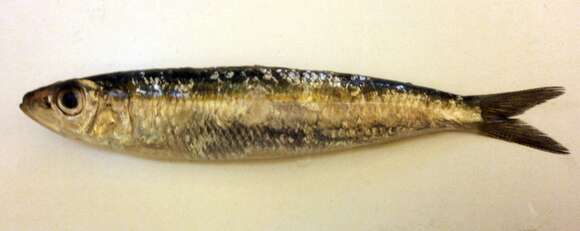 Imagem de Sardinella aurita Valenciennes 1847