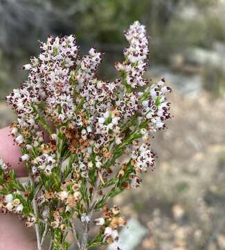 Image of <i>Erica <i>simulans</i></i> var. simulans