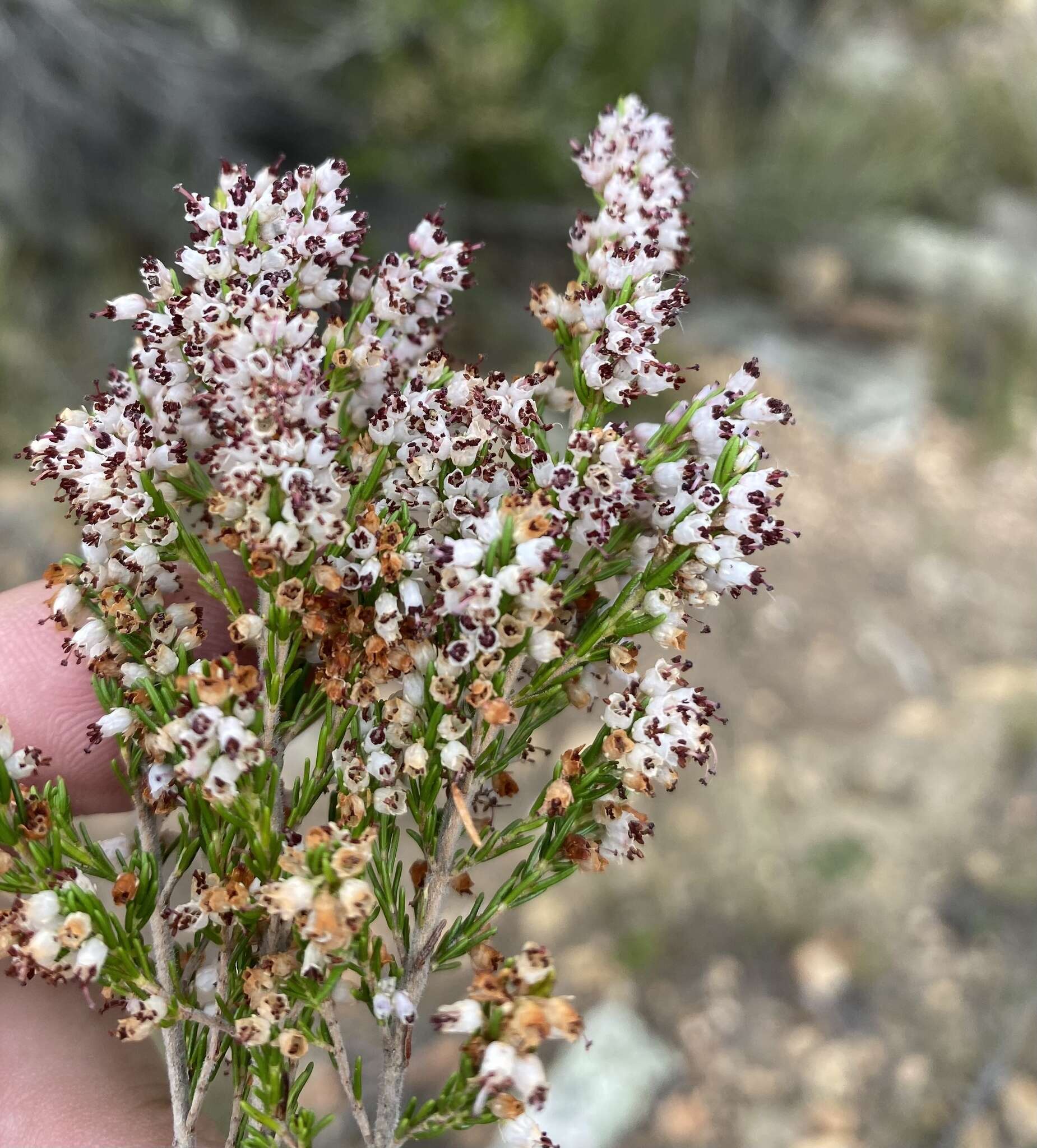 Image of <i>Erica <i>simulans</i></i> var. simulans