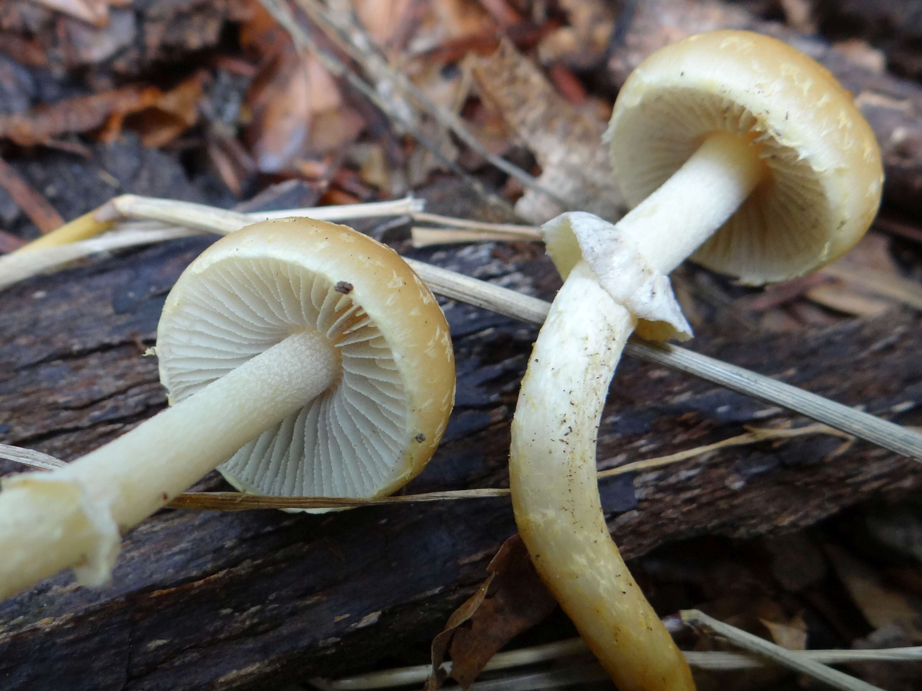 Image of Leratiomyces squamosus (Pers.) Bridge & Spooner 2008