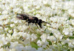 Image of Hylaeus annulatus (Linnaeus 1758)