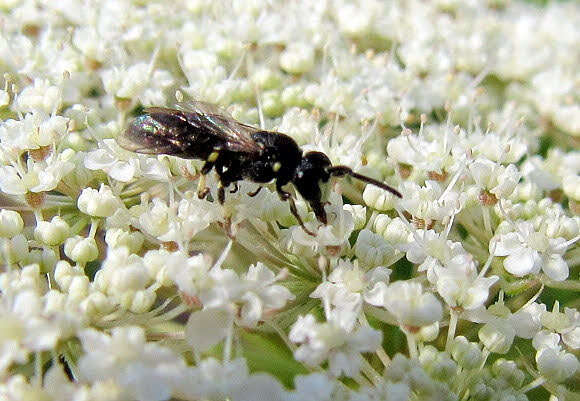 Imagem de Hylaeus annulatus (Linnaeus 1758)