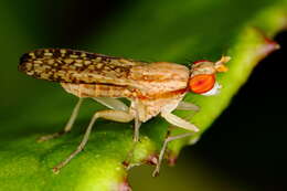 Image of Trypetoptera canadensis (Macquart 1843)