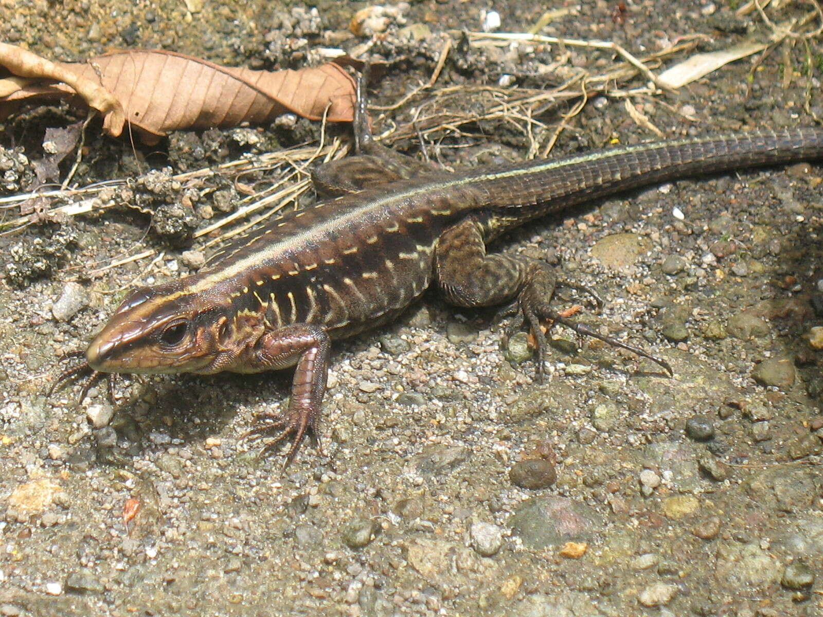 Image of Ameiva Lizard