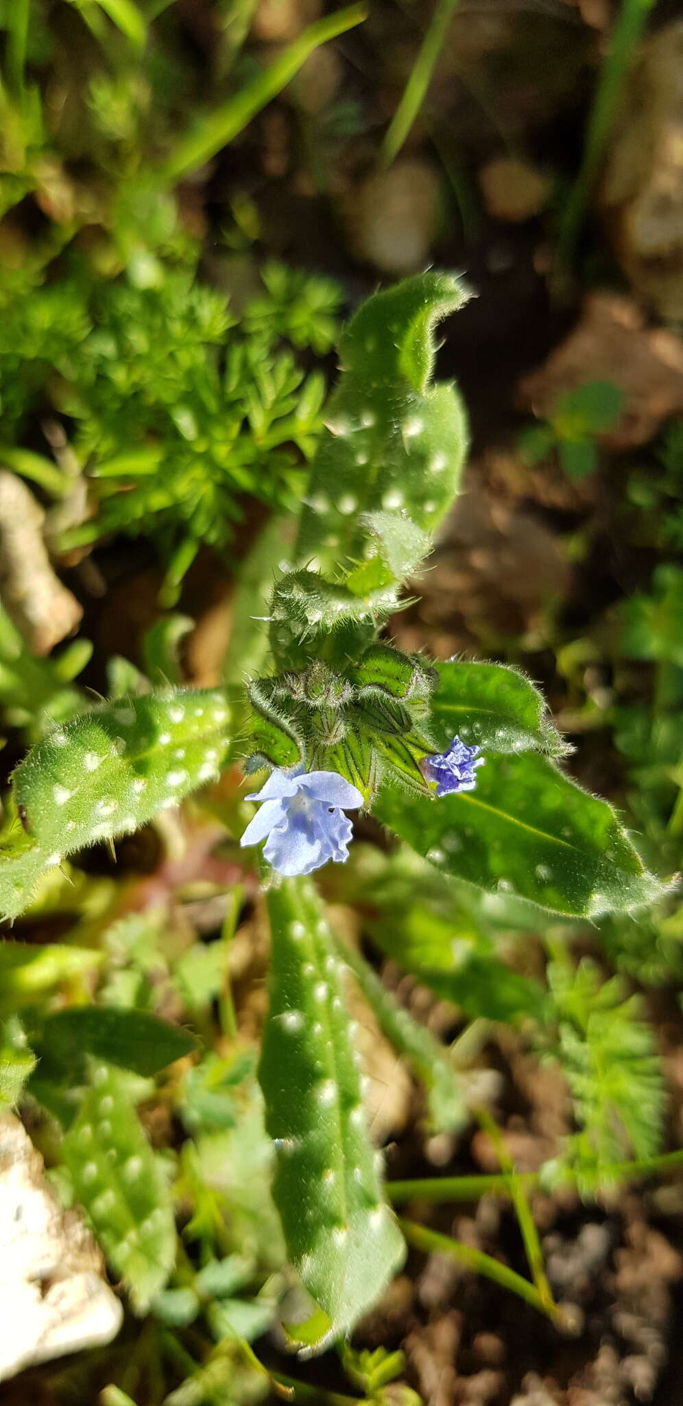 Image of Melanortocarya obtusifolia (Willd.) Selvi, Bigazzi, Hilger & Papini