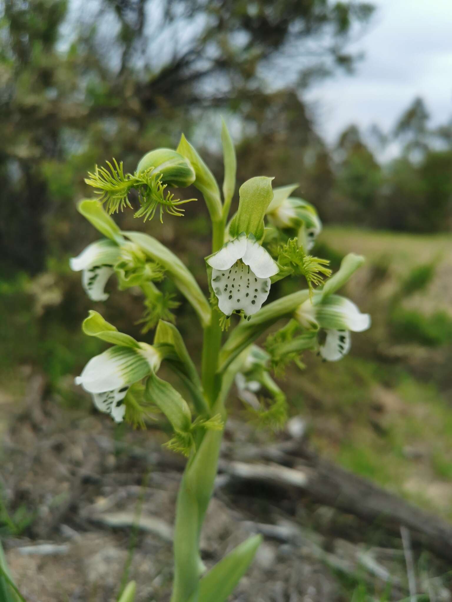 Imagem de Bipinnula fimbriata (Poepp.) I. M. Johnst.