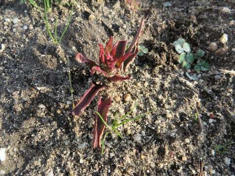 صورة Disa ophrydea (Lindl.) Bolus