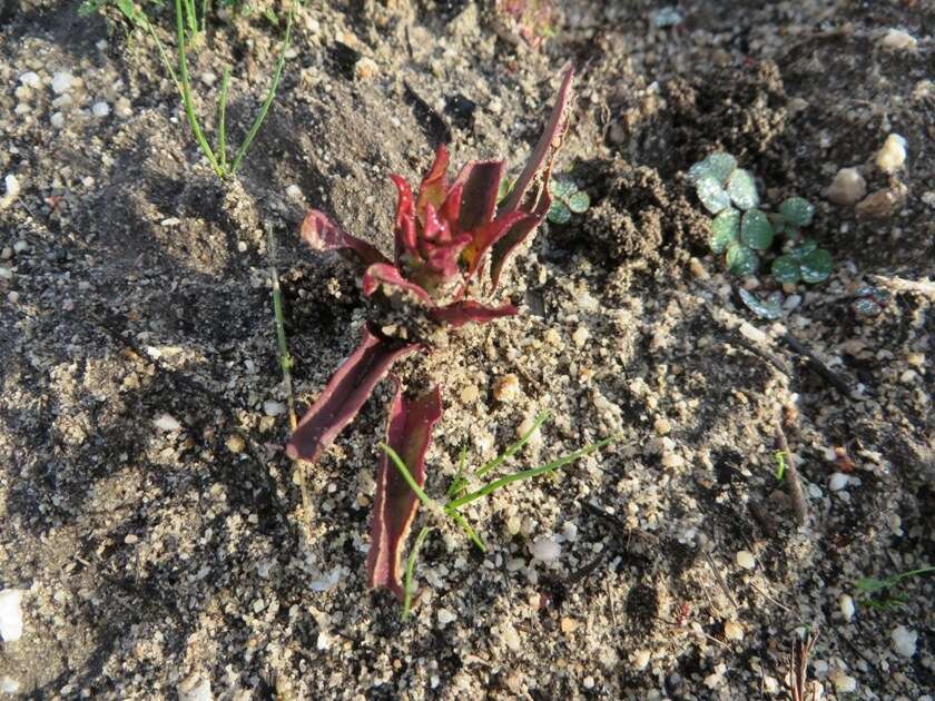 صورة Disa ophrydea (Lindl.) Bolus