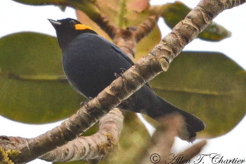 Image of Yellow-scarfed Tanager