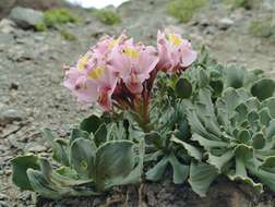 Image of Alstroemeria umbellata Meyen