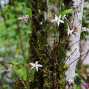 Image of Dendrobium centrale J. J. Sm.