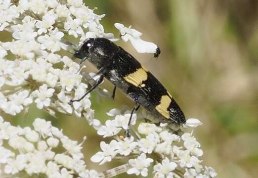 Image of Castiarina bifasciata (Hope 1831)