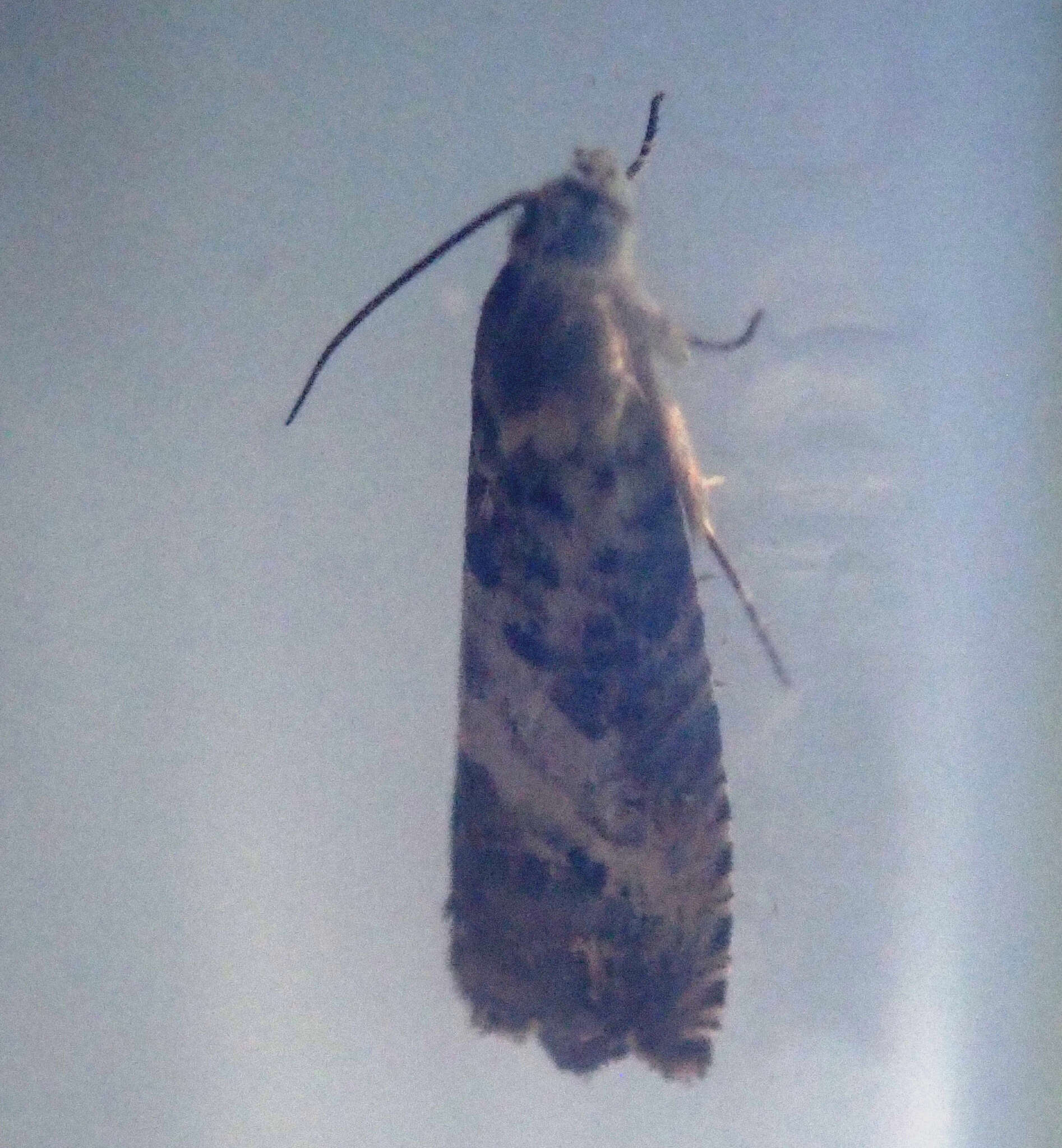 Image of Chestnut leaf roller