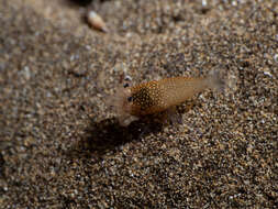 Image of golden-spotted shrimp