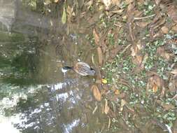 Image of White-faced Whistling Duck