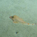 Image of Flathead Searobin