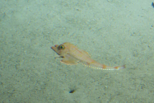 Image of Flathead Searobin