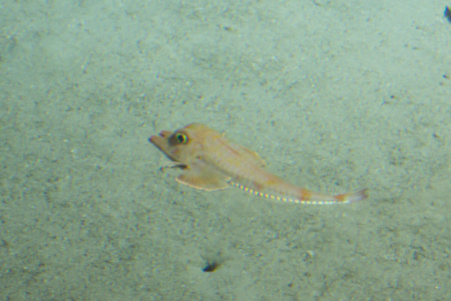 Image of Flathead Searobin