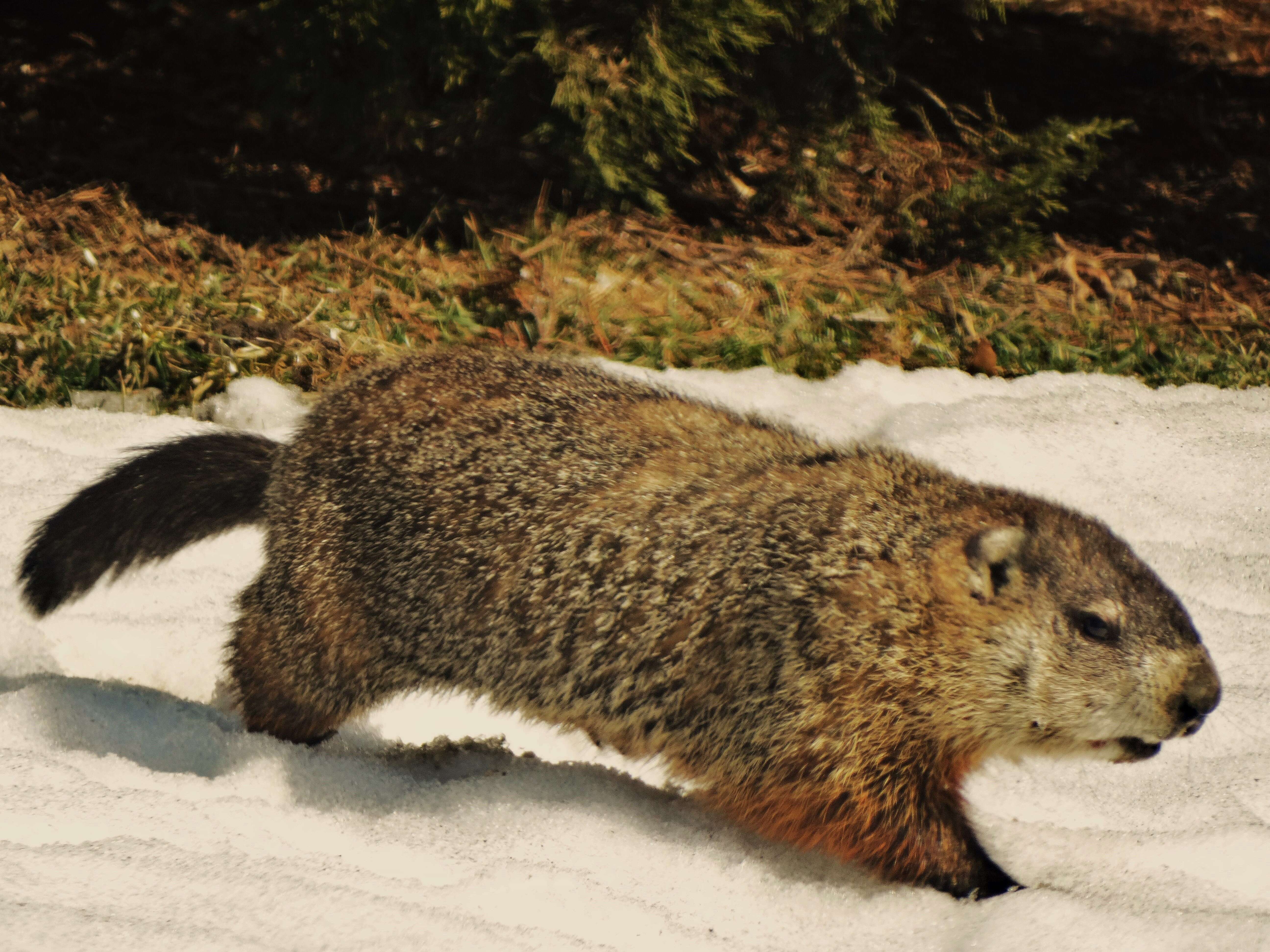 Image of Marmota subgen. Marmota Blumenbach 1779