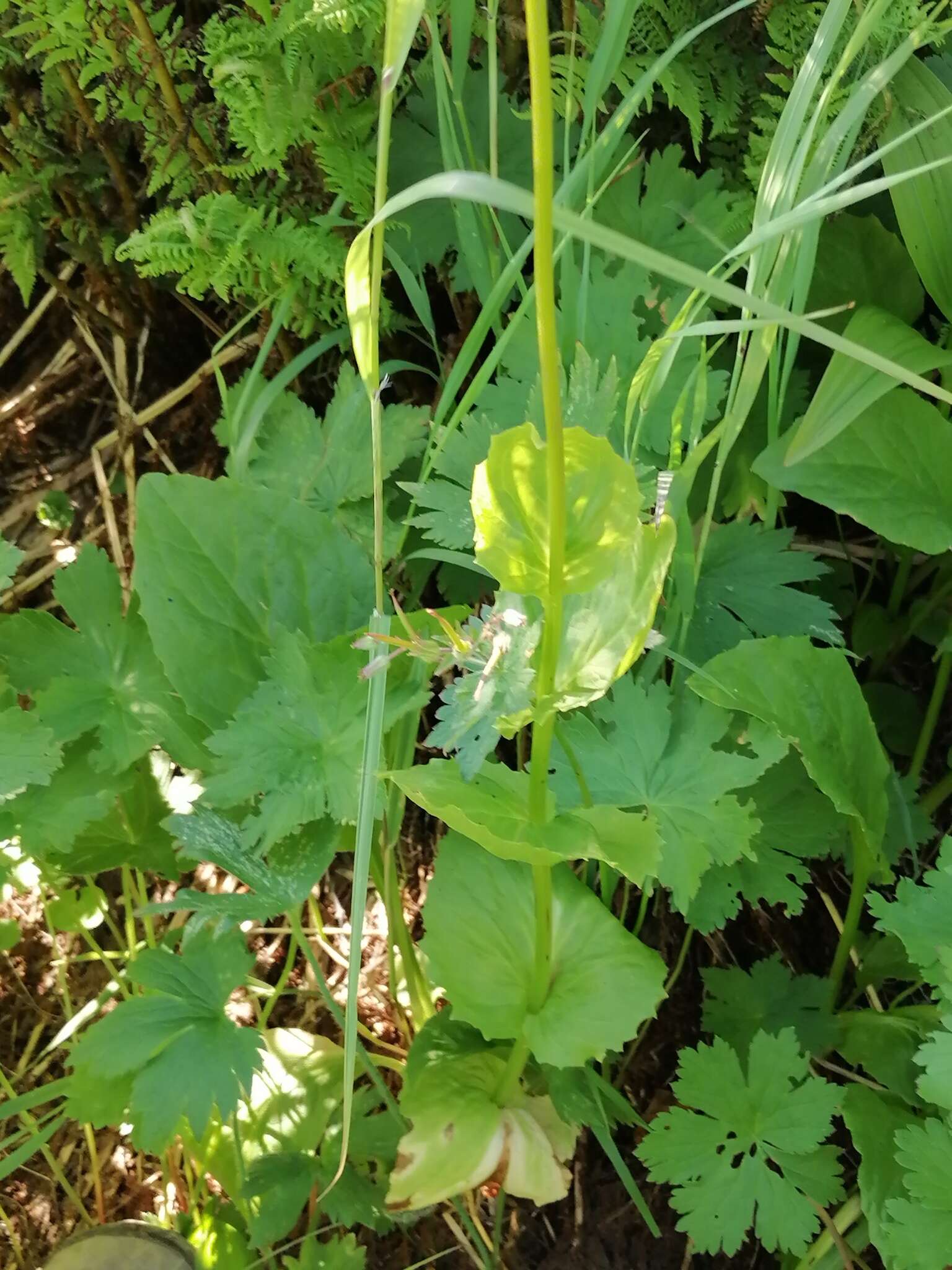 Image of Doronicum altaicum Pall.