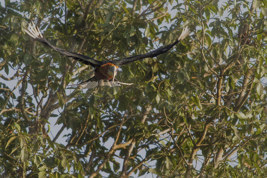 Image of Rufous-cheeked Hornbill