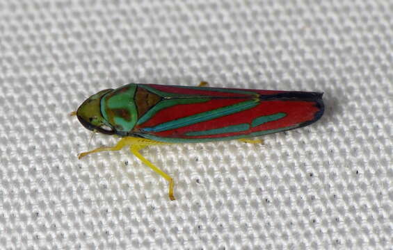 Image of Red-banded Leafhopper