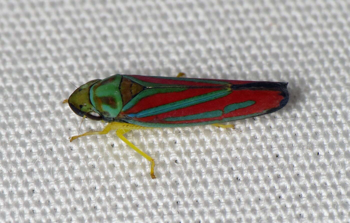 Graphocephala coccinea (Forster & J. R. 1771)的圖片