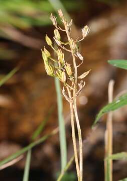 Image of Narthecium asiaticum Maxim.