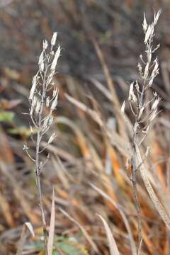 Image of Narthecium asiaticum Maxim.