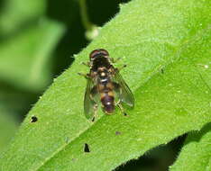 Image of Chalcosyrphus anthreas (Walker 1849)